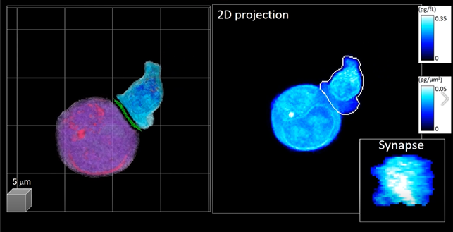 ▲  AI 활용 면역항암 세포 분석기술이 적용된 3D 영상  © 카이스트
