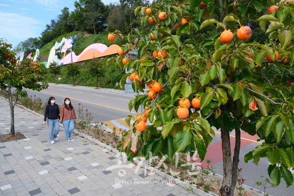 영동의 가을 명물, 감나무 가로수로 계절의 변화 느껴!